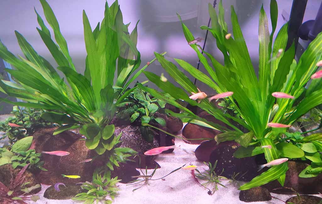 Clean schooling fish tank