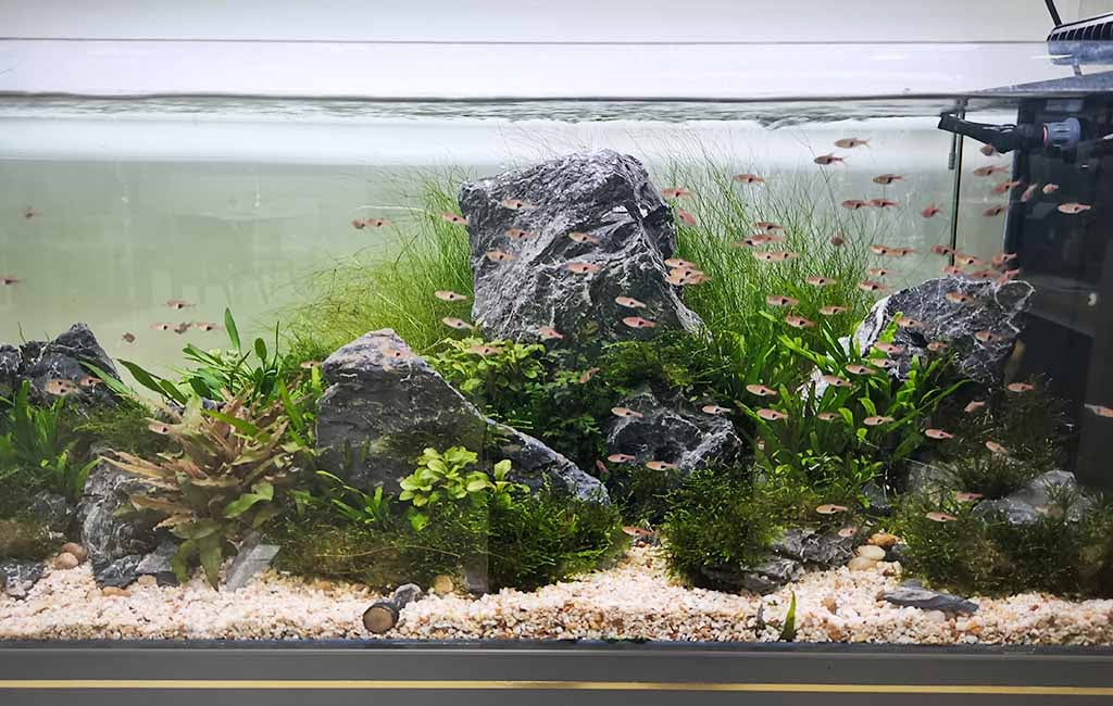 Schooling fish tank maintenance