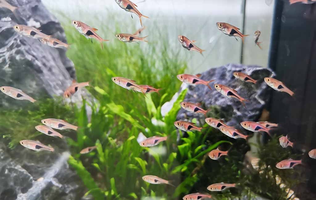 how to clean schooling tetra fish tank