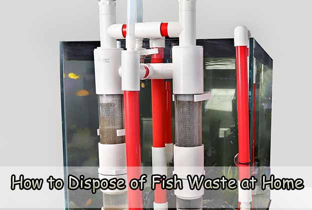 How to Dispose of Fish Waste at Home