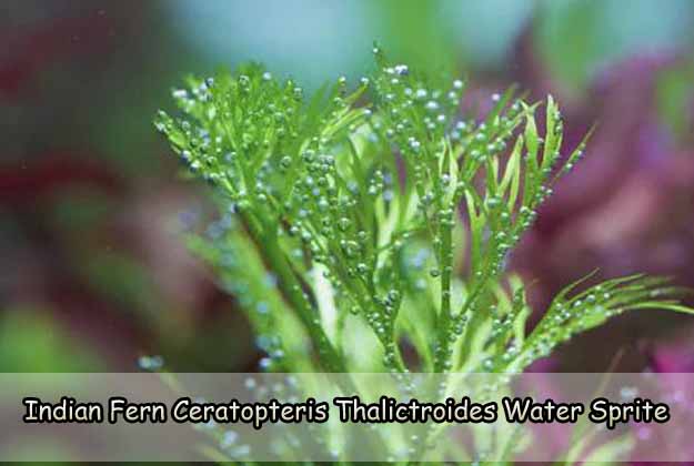 Indian Fern Ceratopteris Thalictroides Water Sprite