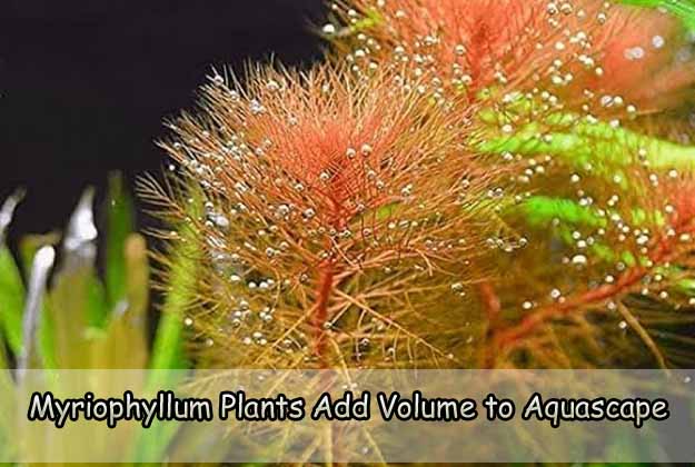 Myriophyllum Plants Add Volume to Aquascape