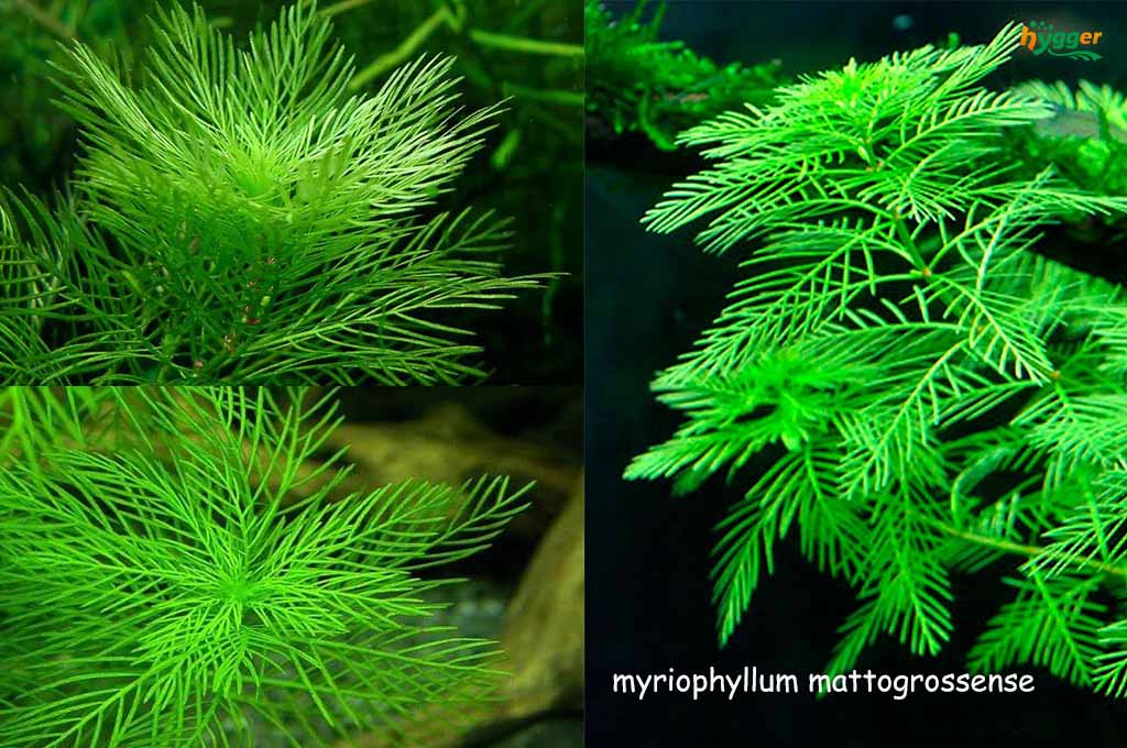 Myriophyllum mattogrossense care