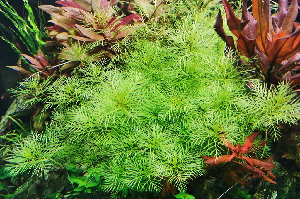 Myriophyllum plants