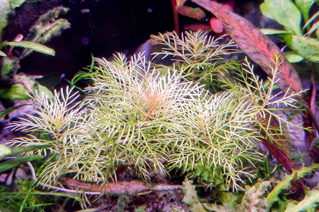 Golden myriophyllum mattogrossense