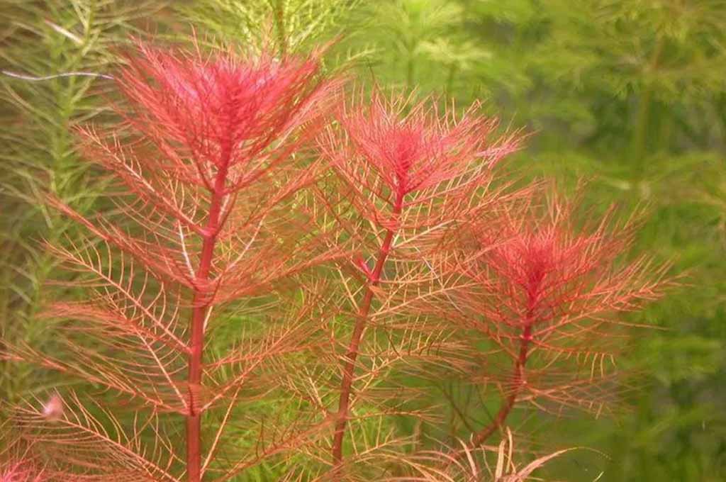 Red myriophyllum mattogrossense