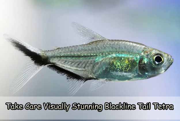 Take Care Visually Stunning Blackline Tail Tetra