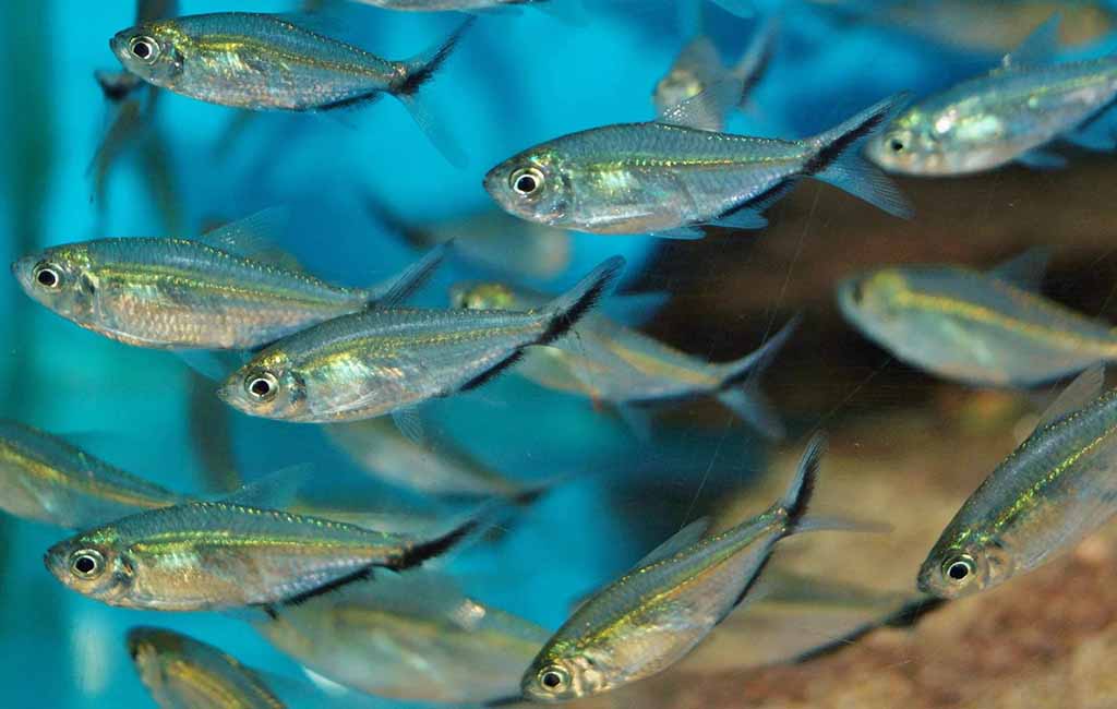 care sheet of blackline tail tetra