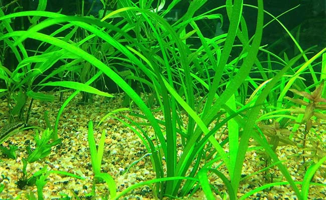 Dwarf Sagittaria