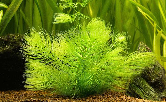 Hornwort