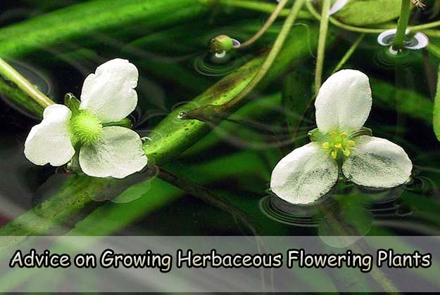 Advice on Growing Herbaceous Flowering Plants