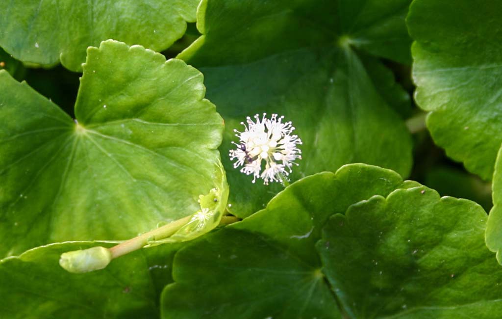 aquarium plants with flowers