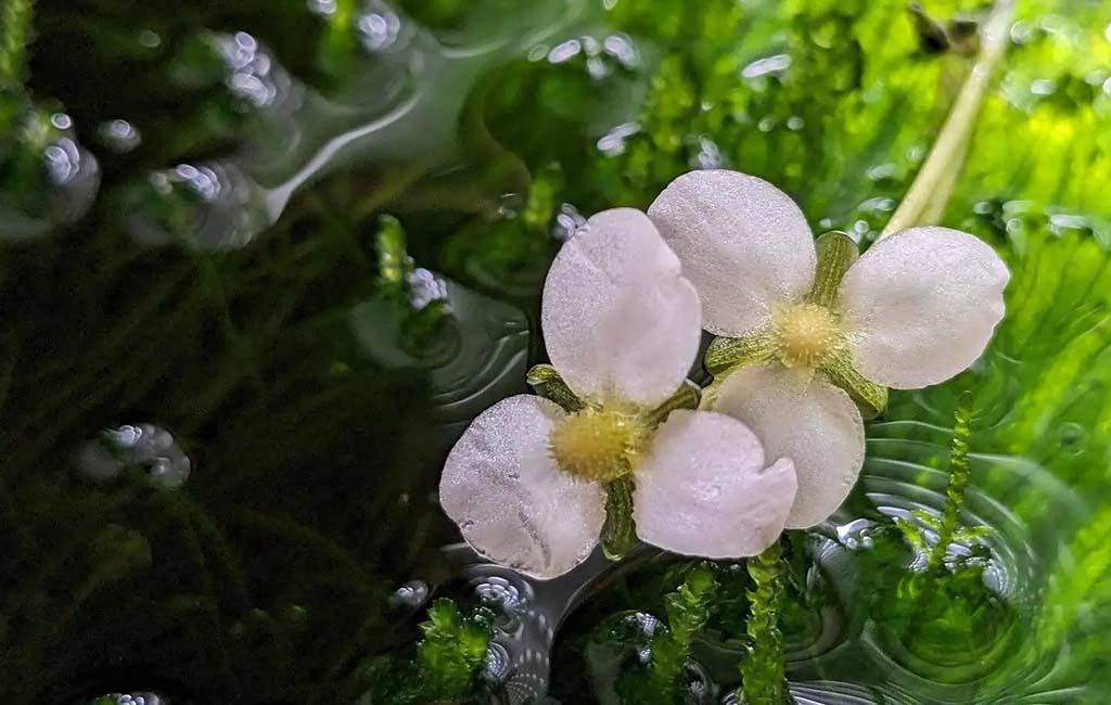 flowering aquarium plants