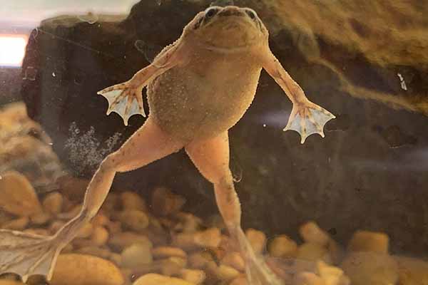 African Clawed Frog