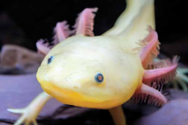 Axolotl pet