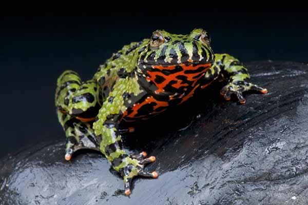 Fire Bellied Toad