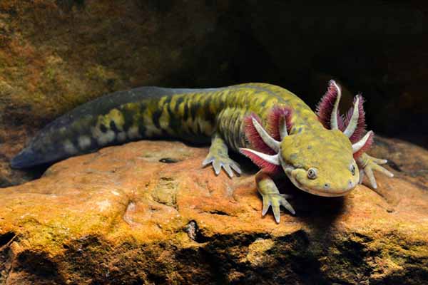 Tiger Salamander