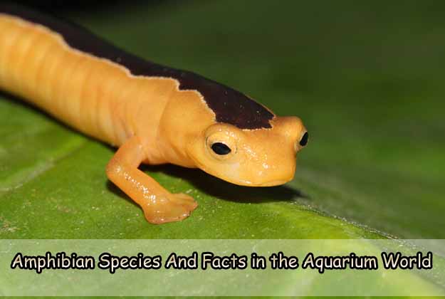 Amphibian Species And Facts in the Aquarium World