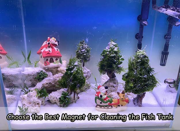 Choose the Best Magnet for Cleaning the Fish Tank