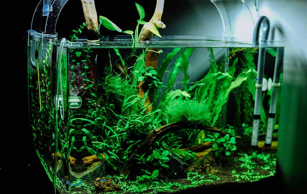 Create a Home Low-Maintenance Biotope Aquarium