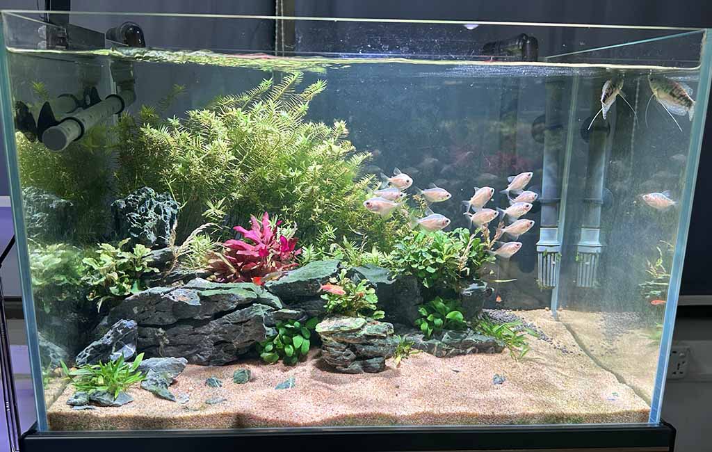 Simple biotope aquarium