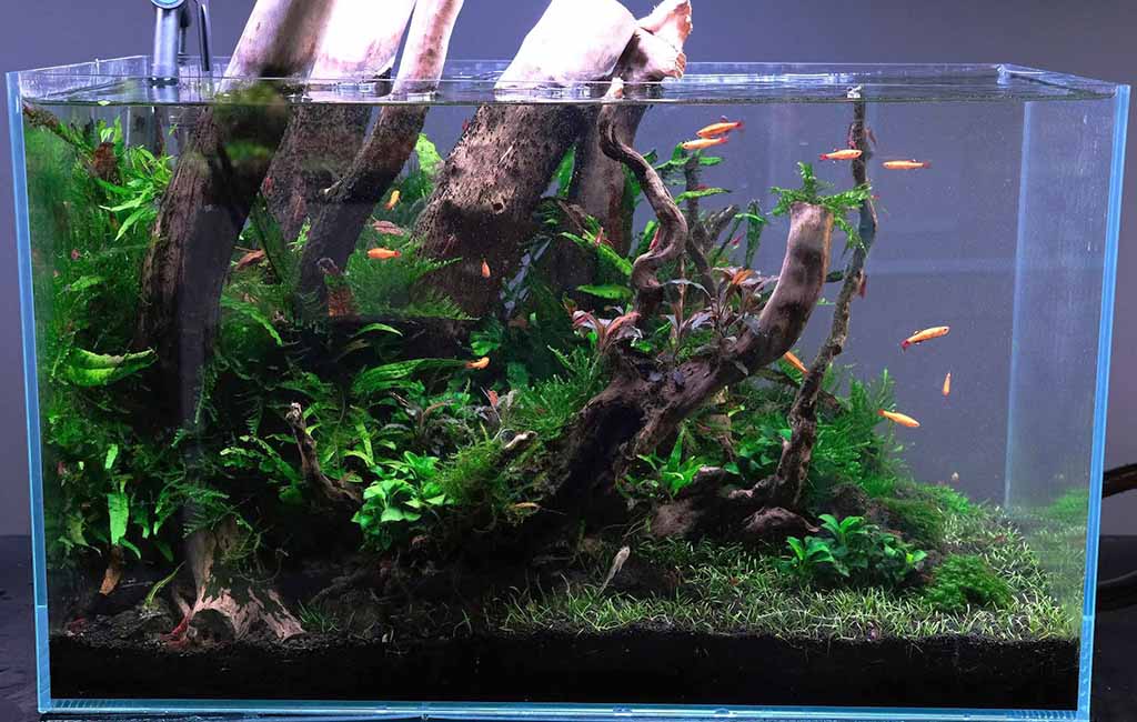 Biotope Aquarium Wood