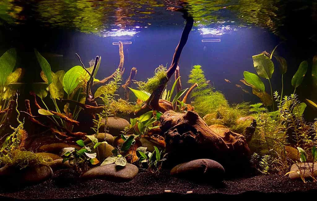 Low-maintenance biotope aquarium