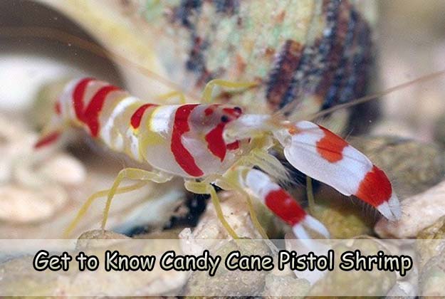 Get to Know Candy Cane Pistol Shrimp