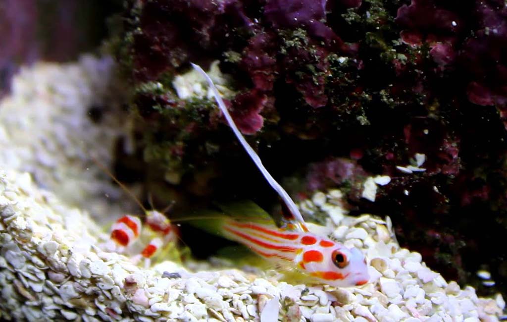 candy cane pistol shrimp