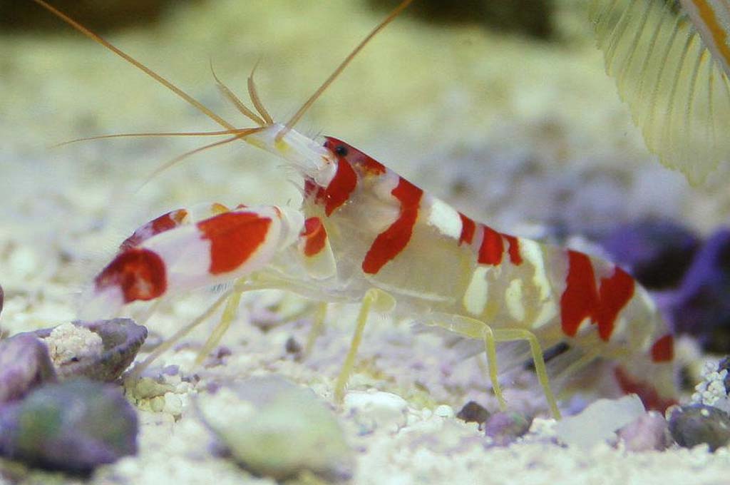 are pistol shrimp aggressive