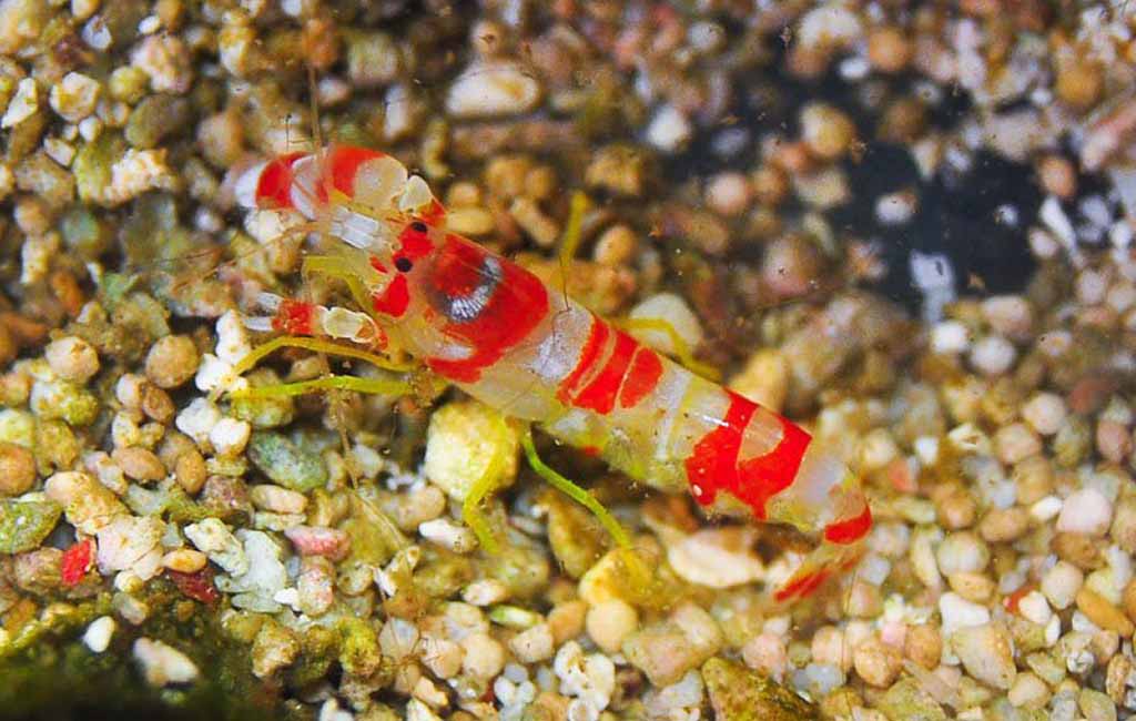 Candy cane pistol shrimps are reef-safe