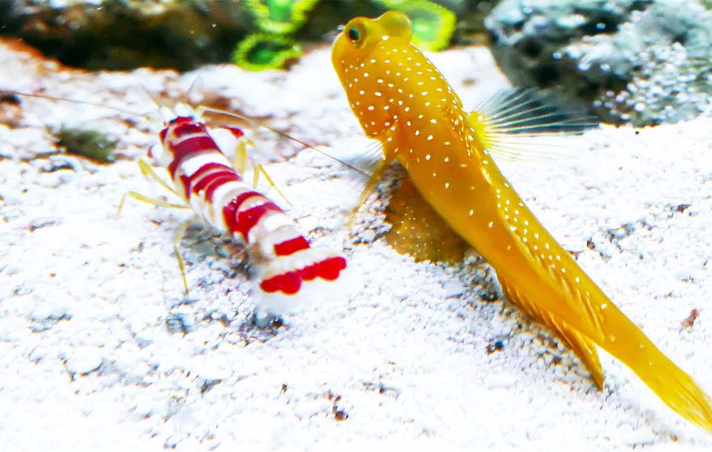 Candy cane pistol shrimp and goby fish