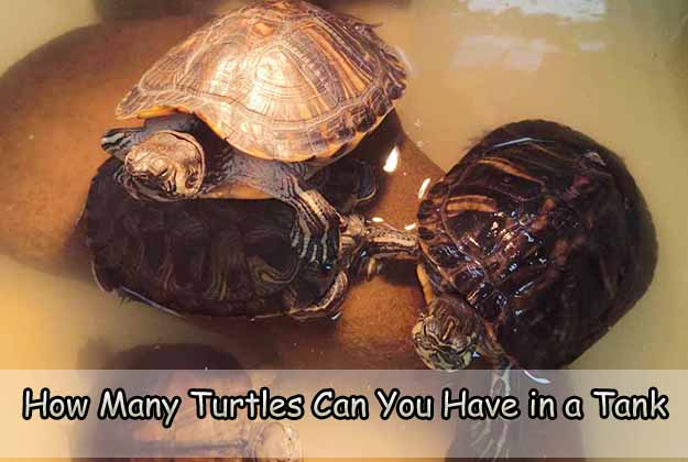 How Many Turtles Can You Have in a Tank