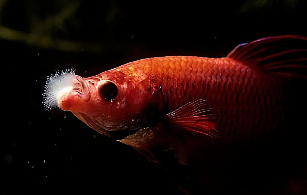 Taking care of fungal infection betta