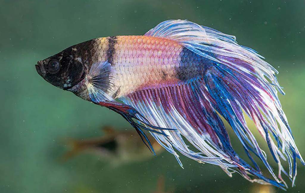 Care for infected betta