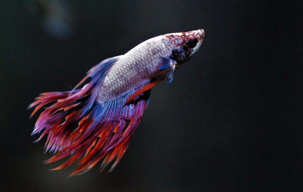 Prevent fungal infection from betta