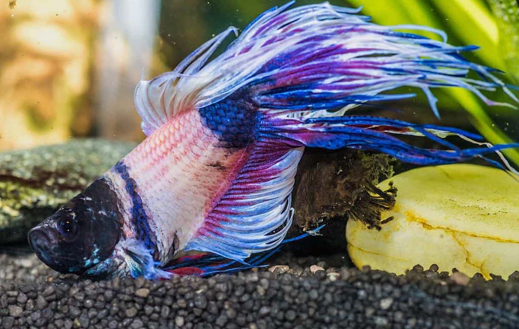 Betta fish fungal infection