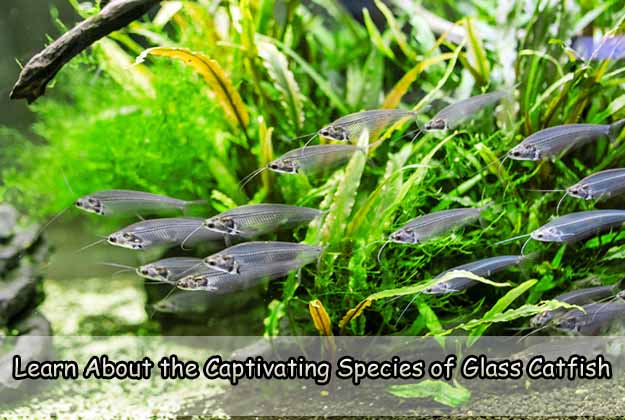 Learn About the Captivating Species of Glass Catfish