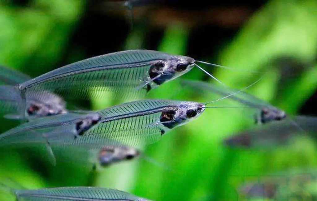 Species of Glass Catfish