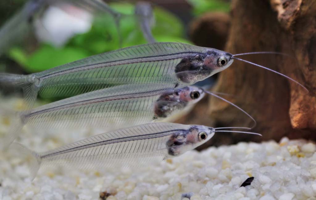 glass catfish