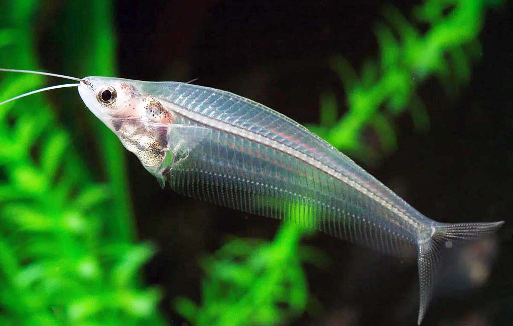 ghost glass catfish