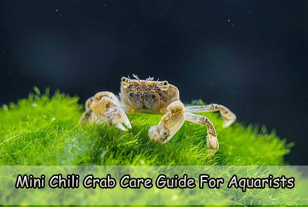 Mini Chili Crab Care Guide For Aquarists