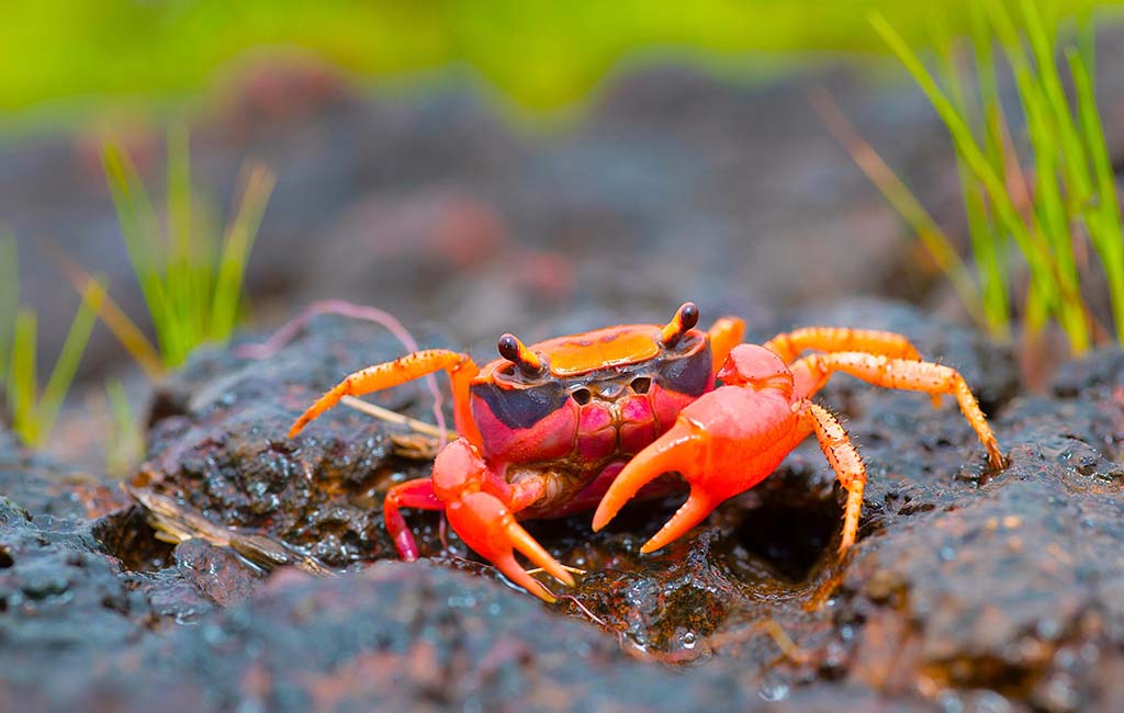 Red Claw Crab