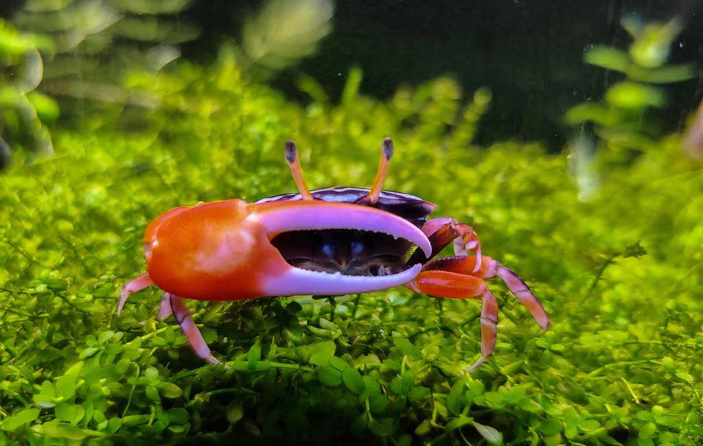 aquarium crabs