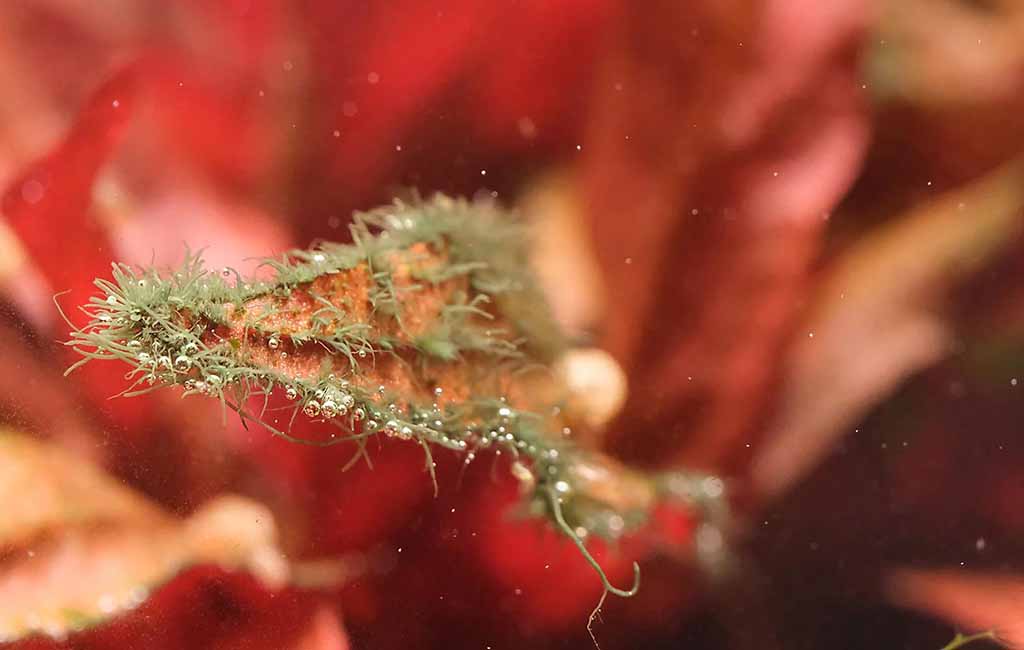 What fish eats staghorn algae