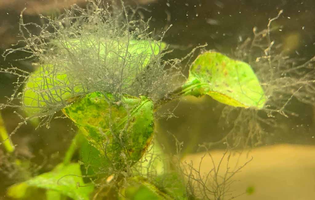 Spiky staghorn algae