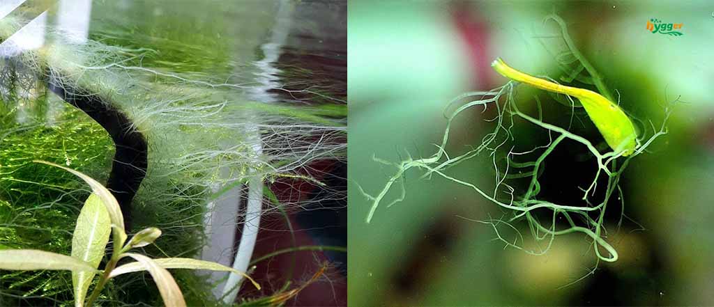 staghorn algae