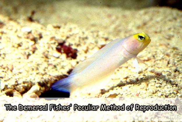 The Demersal Fishes' Peculiar Method of Reproduction