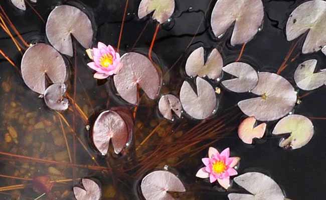 Dwarf Water Lilies