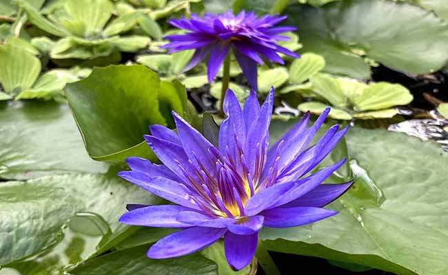 Tropical Water Lilies